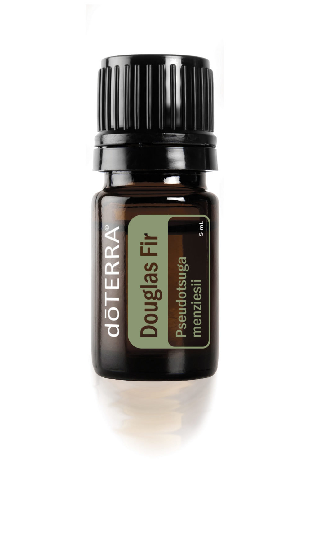 Douglas Fir (Douglasspar)
