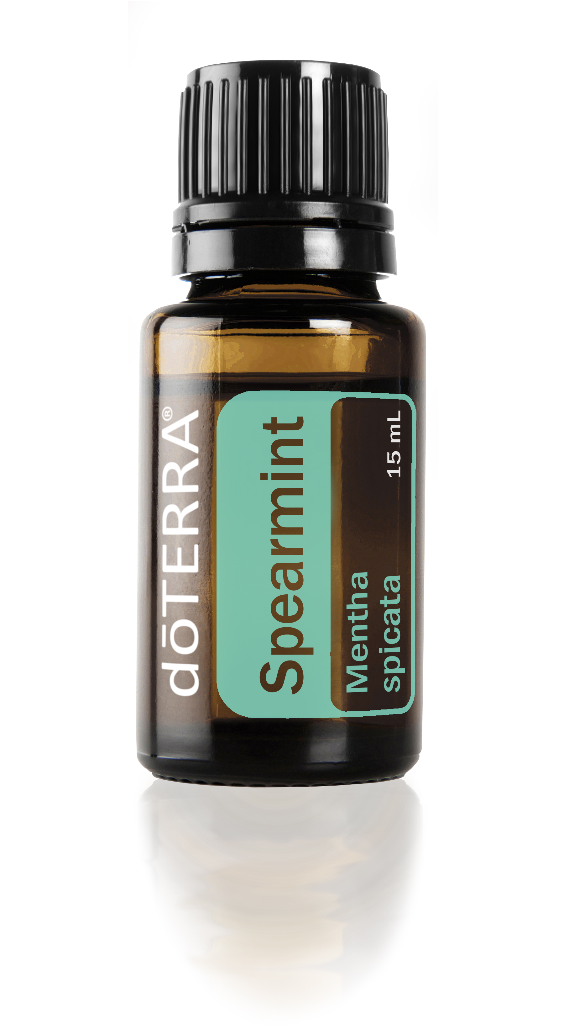 Spearmint (Groene munt)